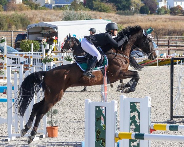 jumper Corneliya (Hanoverian, 2009, from Canstakko)