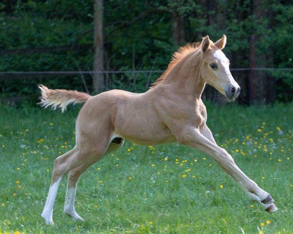 Pferd Dear Lightning Dream L (Deutsches Reitpony, 2018, von Dear Bönni)