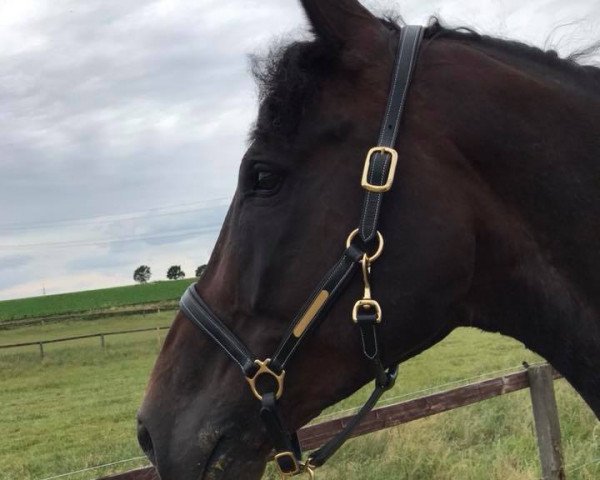 dressage horse Einer wie keiner 3 (Westphalian, 2011, from Ehrenpreis)