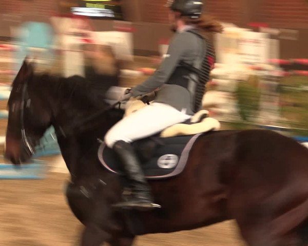 Reitturnier Hüllhorst 2017