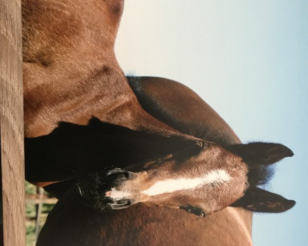Pferd First Lady (Hannoveraner, 2018, von Fürstenhof)