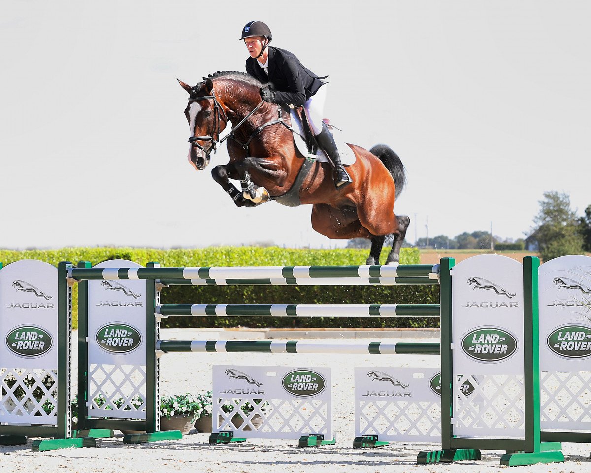 stallion Dacantos (KWPN (Royal Dutch Sporthorse), 2013, from Dallas VDL Z)