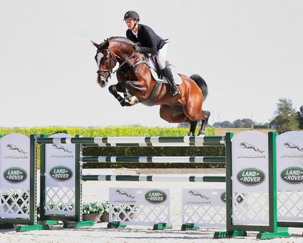 Deckhengst Dacantos (KWPN (Niederländisches Warmblut), 2013, von Dallas VDL Z)