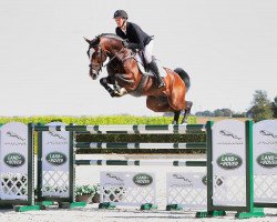 stallion Dacantos (KWPN (Royal Dutch Sporthorse), 2013, from Dallas VDL Z)