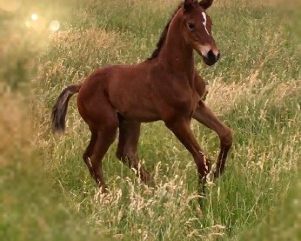 stallion Krawumm R (Westphalian, 2018, from Kannan)