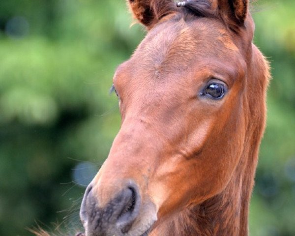 jumper Rocky Reckless (Oldenburg, 2015, from Rocky Lee)