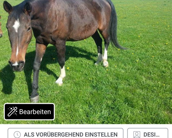 Zuchtstute Schallgrenze (Trakehner, 1995, von Donaumonarch)