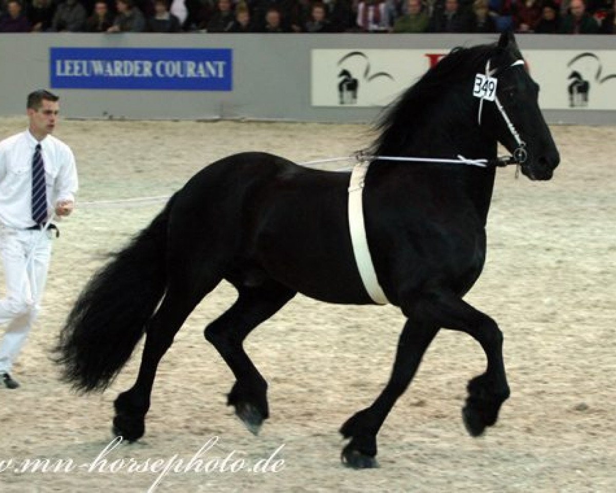 stallion Fetse 349 (Friese, 1993, from Feitse 293)
