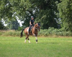 dressage horse Alekto (unknown, 2012)