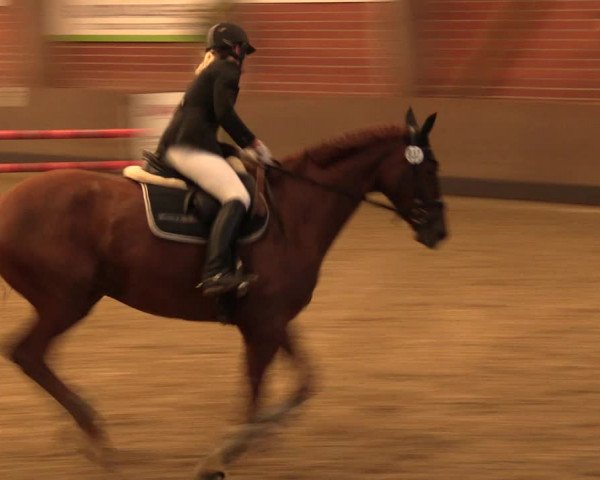 Reitturnier Hüllhorst 2017