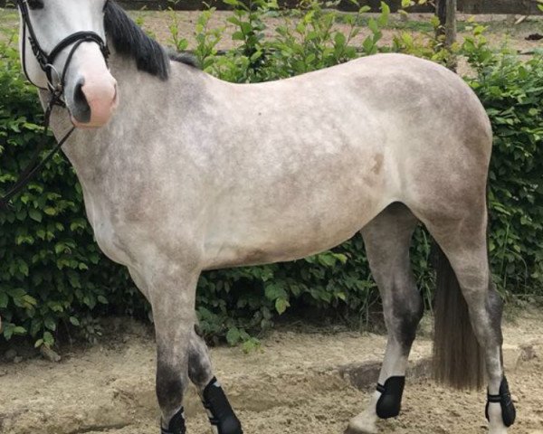 Springpferd Rayla de Nero (Mecklenburger, 2014, von Rio de Nero)