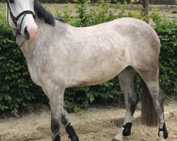Springpferd Rayla de Nero (Mecklenburger, 2014, von Rio de Nero)