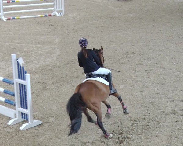 Reitturnier Angermünde OT Zuchenberg 2017