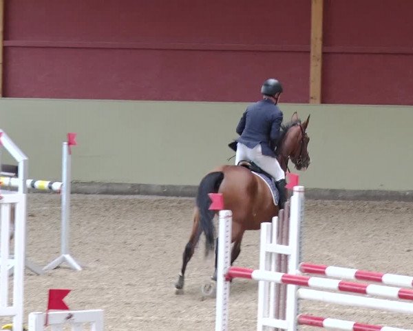 Reitturnier Angermünde OT Zuchenberg 2017