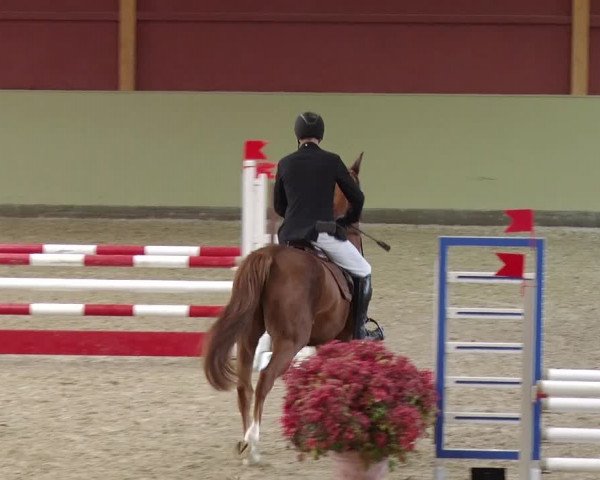 Reitturnier Angermünde OT Zuchenberg 2017