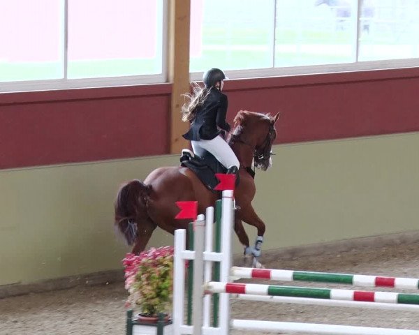 Reitturnier Angermünde OT Zuchenberg 2017