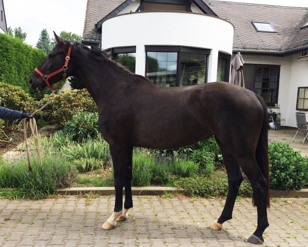 horse Fifila (Rhinelander, 2015, from Finest)