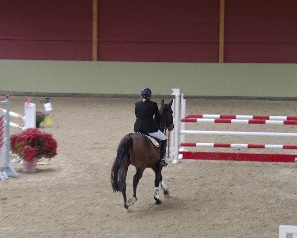 Reitturnier Angermünde OT Zuchenberg 2017