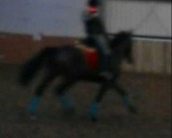 broodmare Murci (Nederlands Rijpaarden en Pony, 1999, from Guco van Uunckhoeve)