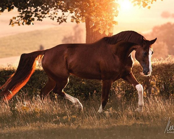 horse Samson 478 (Hanoverian, 2006, from Stakkato) horse Samson 478 (Hanoverian, 2006, from Stakkato)