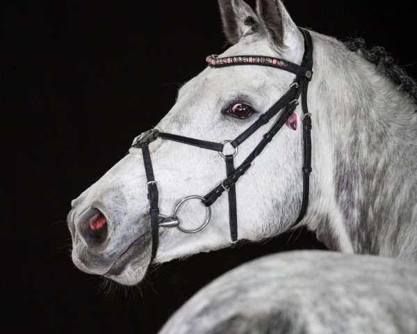 horse Lilly Marlen M (German Warmblood, 2010, from Contenaro)