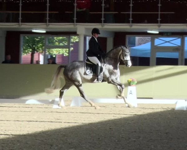 Reitturnier Angermünde OT Zuchenberg 2017