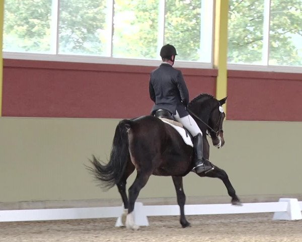 Reitturnier Angermünde OT Zuchenberg 2017