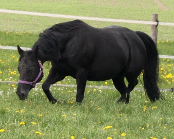 broodmare BD Shari Shining Bar (Quarter Horse, 2010, from Smartings Freckles)