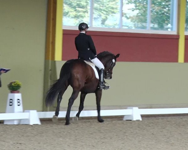Reitturnier Angermünde OT Zuchenberg 2017