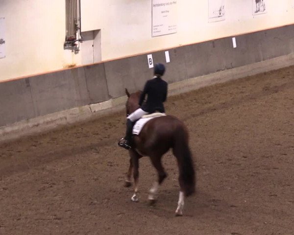 Reitturnier Dallgow 2017