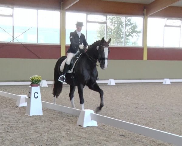 Reitturnier Angermünde OT Zuchenberg 2017
