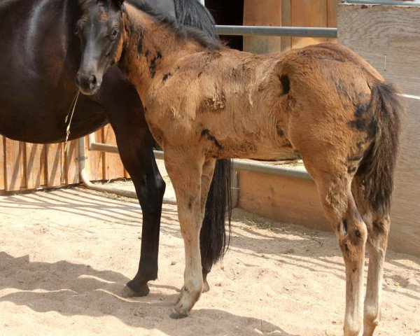 horse Black I Will Be (Quarter Horse, 2018, from Hesa Blackberry King) horse Black I Will Be (Quarter Horse, 2018, from Hesa Blackberry King)