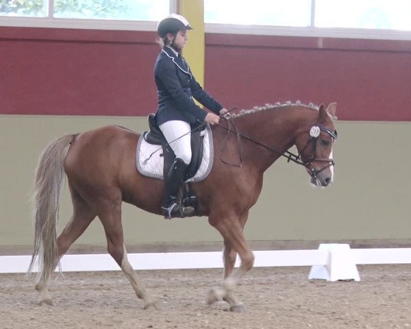 Reitturnier Angermünde OT Zuchenberg 2017