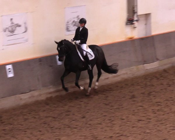 Reitturnier Dallgow 2017