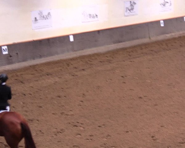 Reitturnier Dallgow 2017