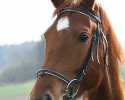 horse Roseval (German Warmblood, 2011, from Sir Hayfield)