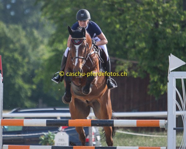 jumper Ice Cube (Belgian Warmblood, 2008, from Bentley van de Heffinck)