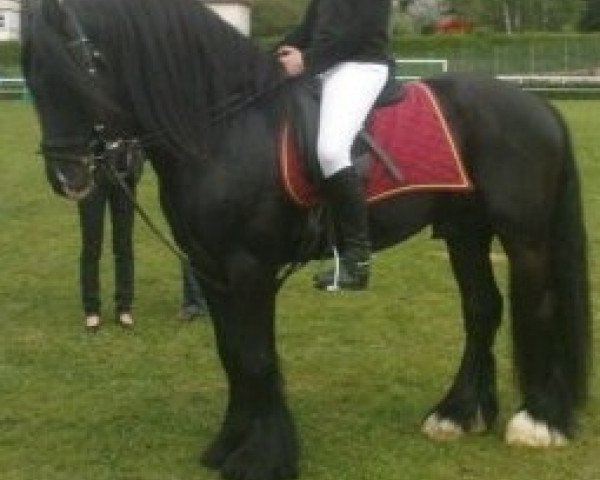 stallion Tonka vom Götzenstein (Tinker / Irish Cob / Gypsy Vanner, 2003, from Buggs B.)