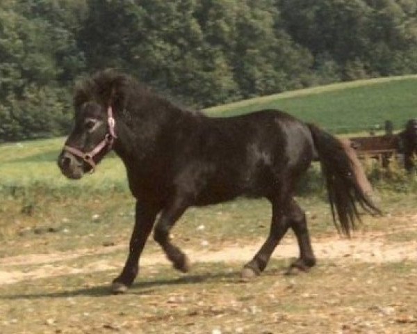 stallion Dell Tera's Eagle (American Miniature Horse, 1979, from Dell Tera's Jim Dandy) stallion Dell Tera's Eagle (American Miniature Horse, 1979, from Dell Tera's Jim Dandy)