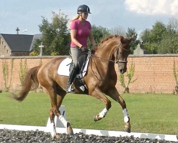 horse Idarette (KWPN (Royal Dutch Sporthorse), 2014, from Cupido)