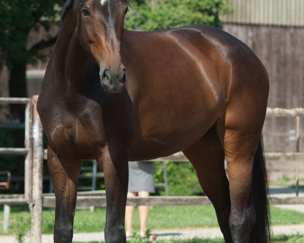 horse Fiacha (Oldenburg, 2010, from For Compliment)