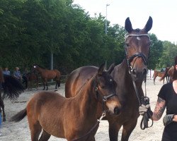 Pferd Zafiro E (Westfale, 2018, von Zonik One)