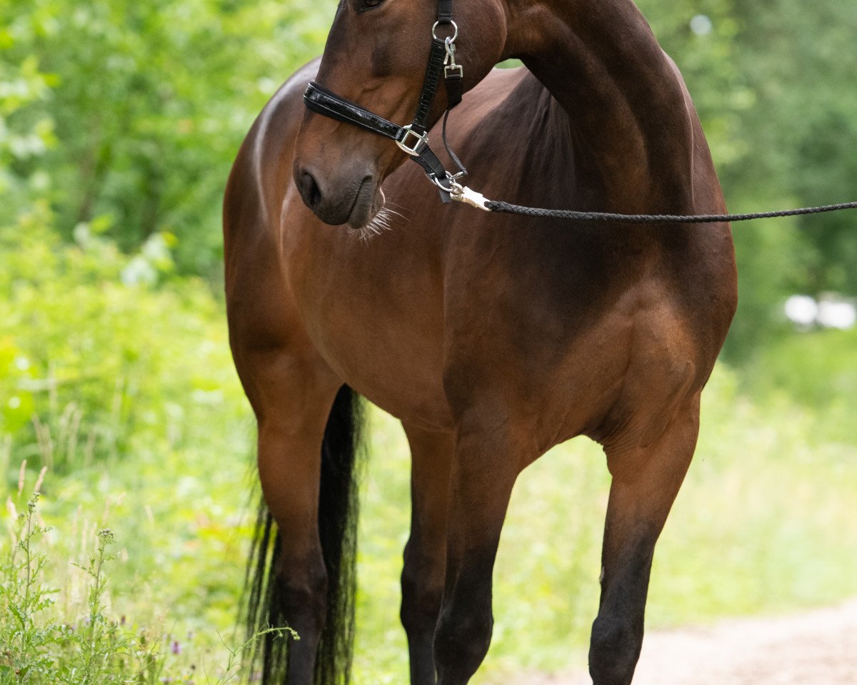 jumper Blücher H (German Sport Horse, 2008, from Balou du Rouet)