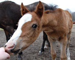 broodmare Pinocchio's Dolle Deern (German Riding Pony, 2018, from Pinocchio S.w.)