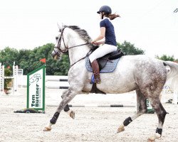 jumper Cromwell 35 (German Sport Horse, 2011, from Colestus)