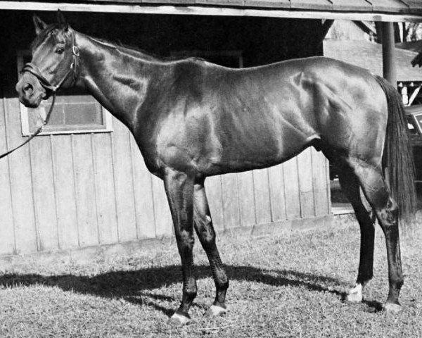 stallion First Landing xx (Thoroughbred, 1956, from Turn-To xx)