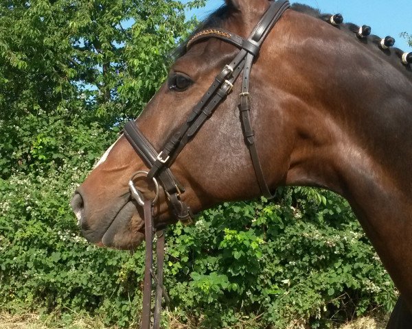 horse Candlelight 29 (Württemberger, 2007, from Helenenhof's Carabas)