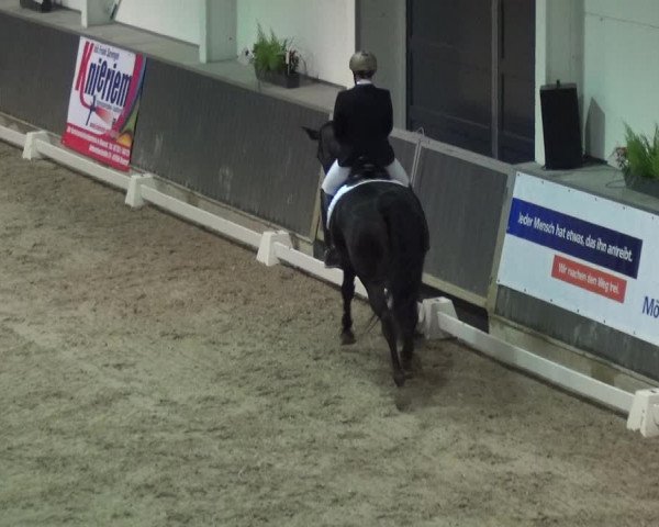 Reitturnier Mönchengladbach-Abtshof 2017