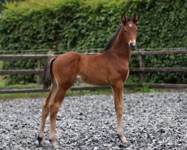 horse Novecento (KWPN (Royal Dutch Sporthorse), 2018, from Quando Unico FRH)