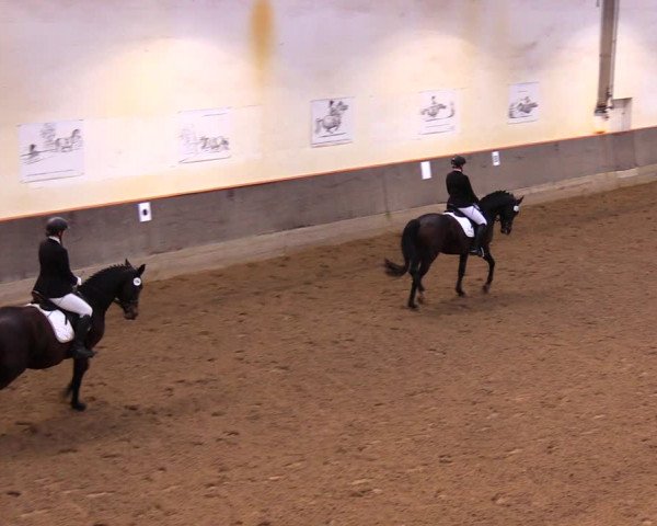 Reitturnier Dallgow 2017